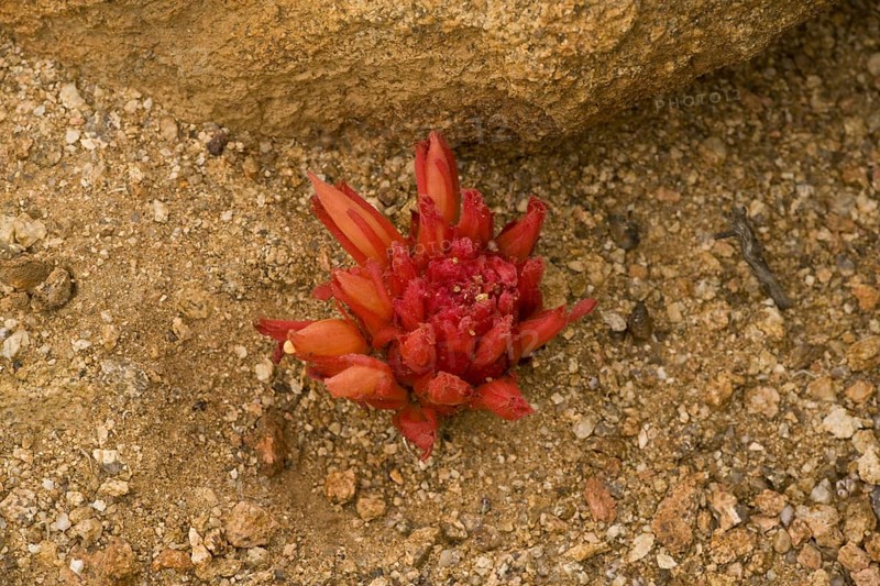 Red broomroot