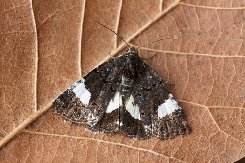 Owlet moth