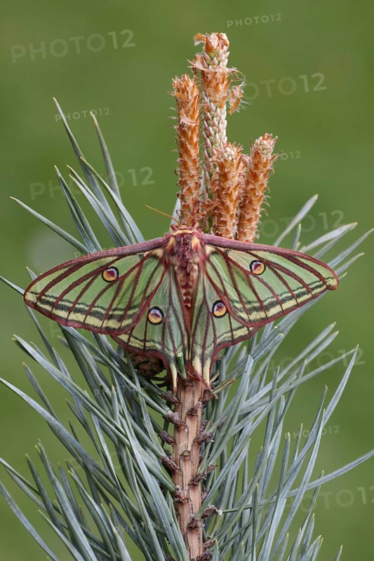 Spanish spanish moon moth