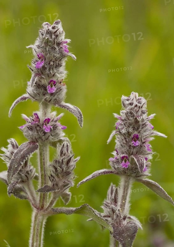 Flowering downy woundwort
