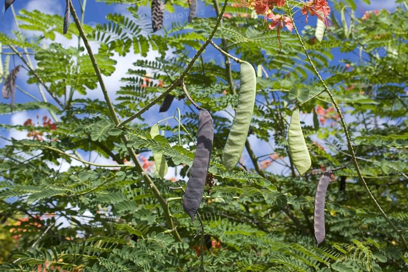 Pride of Barbados