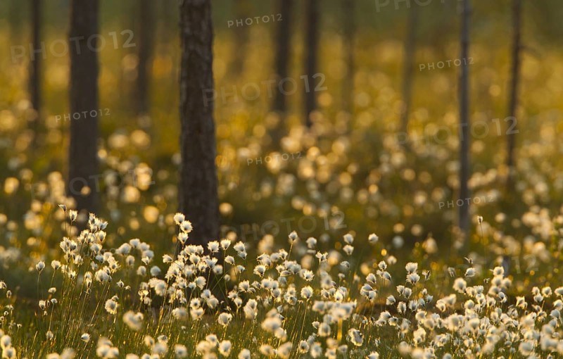 Cotton-grass