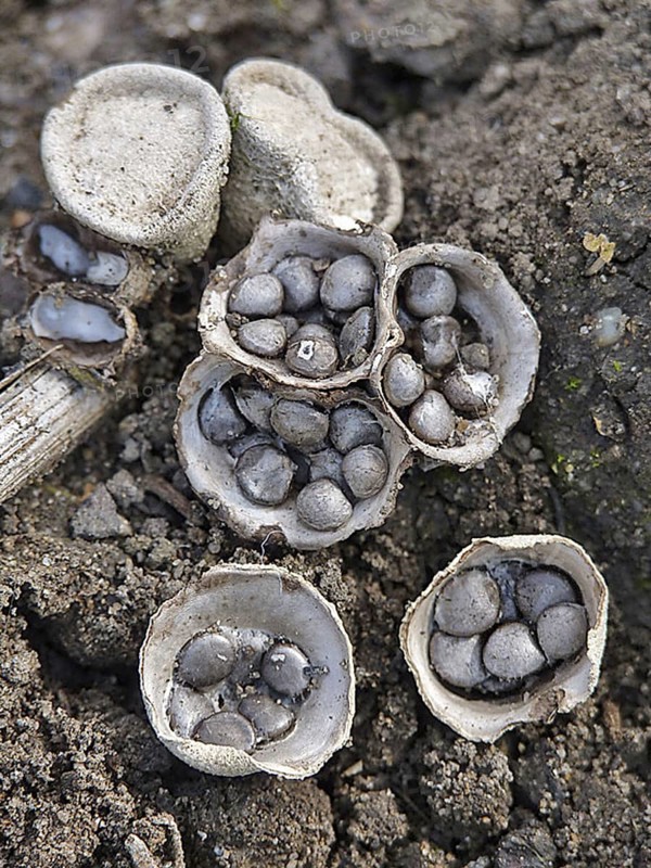 Fruiting body of common bird's nest