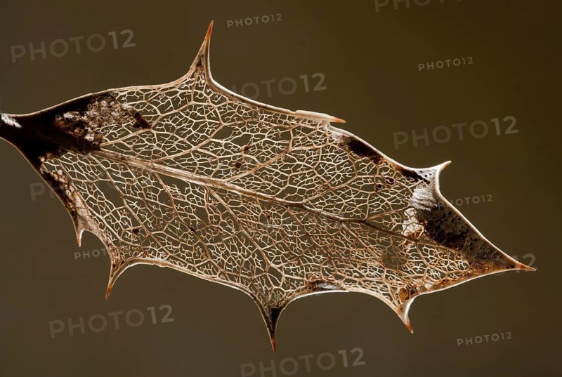European Holly