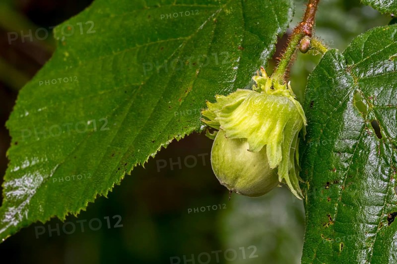 Common common hazel