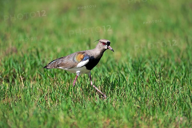 Southern lapwing
