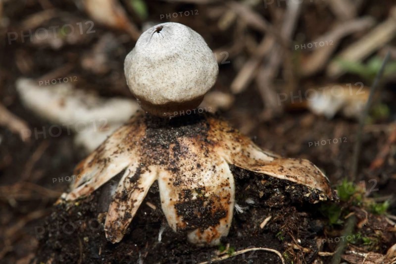 Dwarf Earth Star