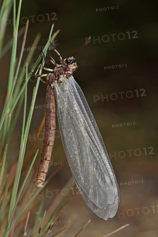 Large Ant Damselfly