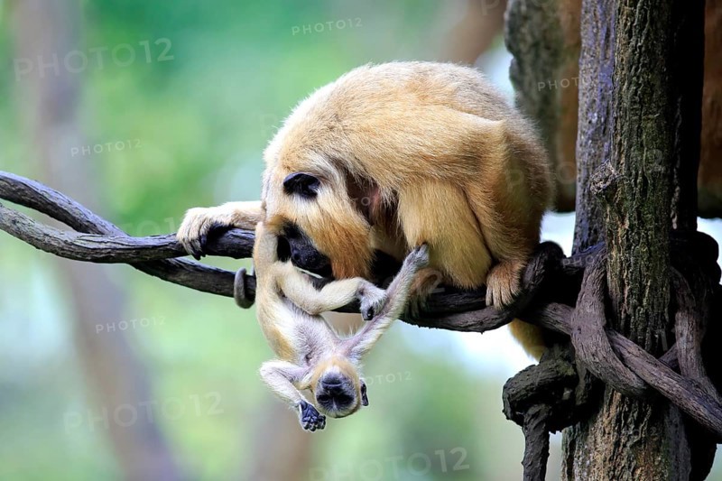 Black howler