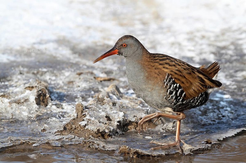 Water Rail