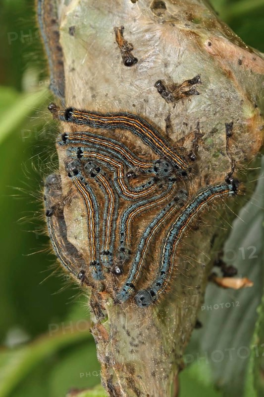 Striped spinner