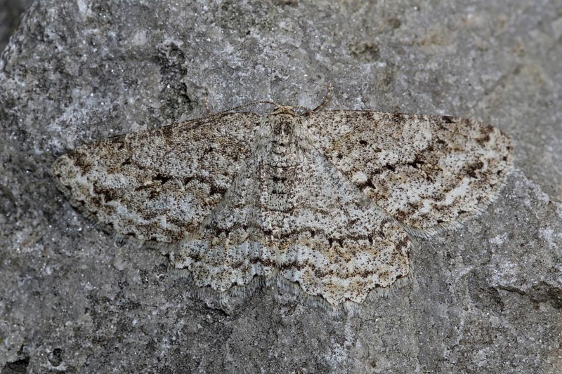 Serrated bark moth