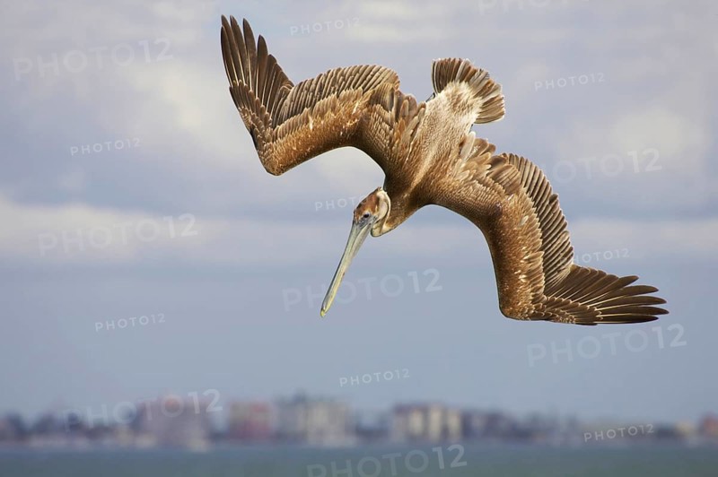 Marine Pelican