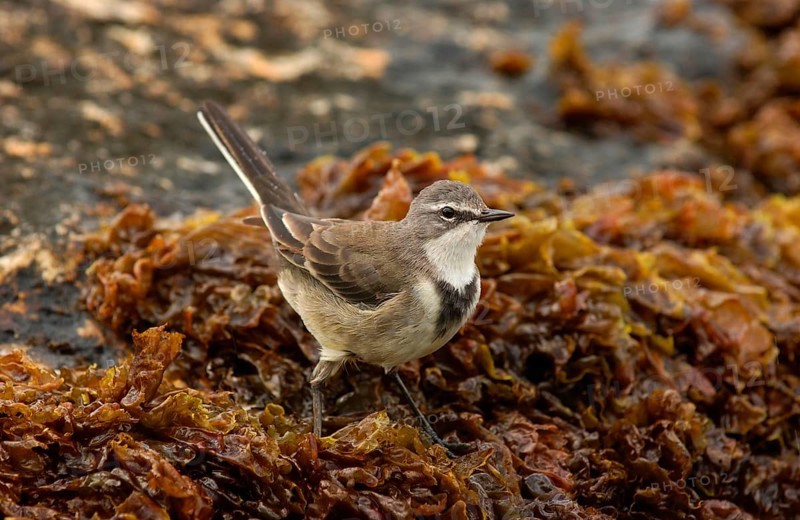 Cape wagtail