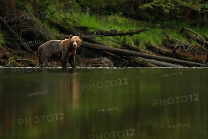 Grizzly Bear