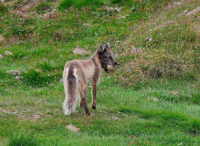 Arctic Fox