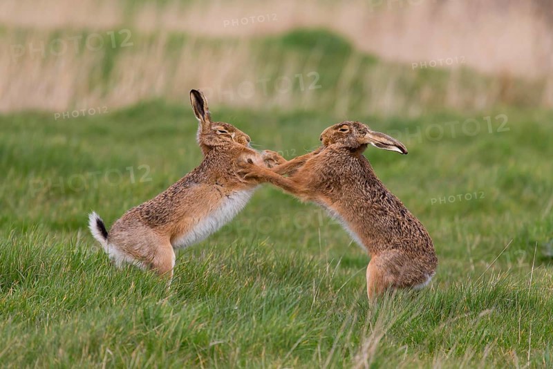 European Hare