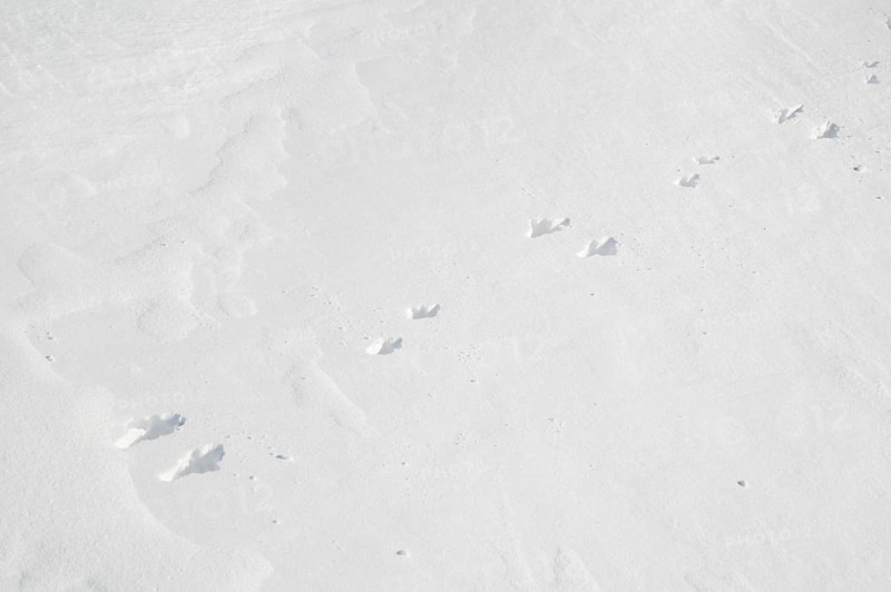 Mountain hare