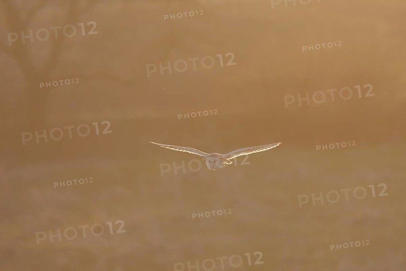 Common barn owl