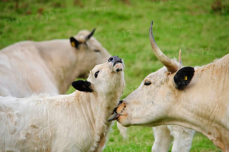 Domestic Cattle