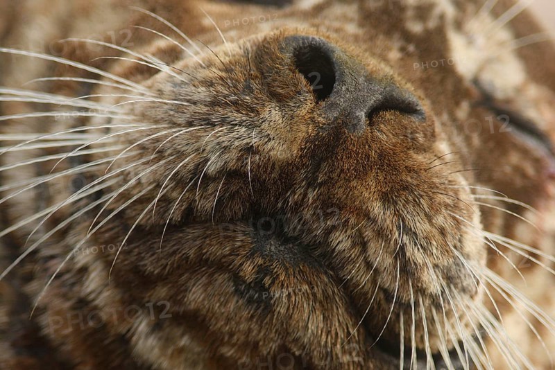 Pacific Common Seal