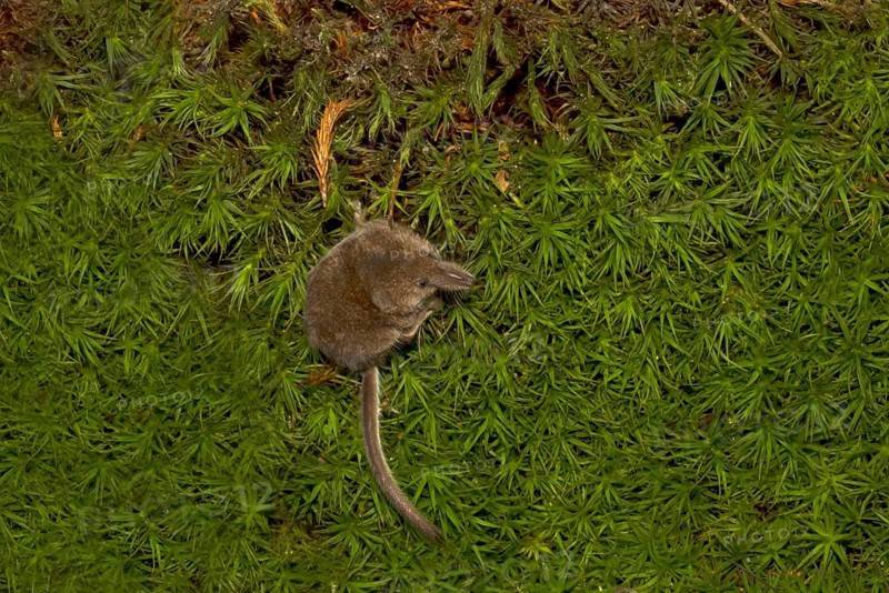 Eurasian pygmy shrew