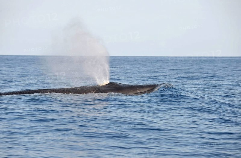 Sei Whale