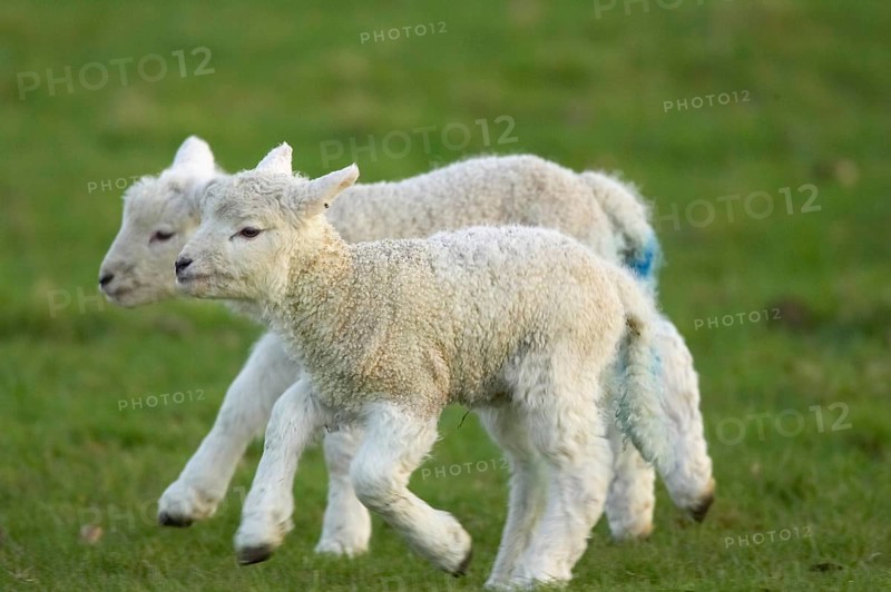 Domestic sheep
