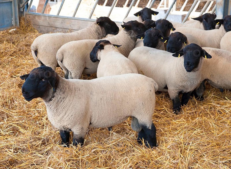 Domestic Sheep