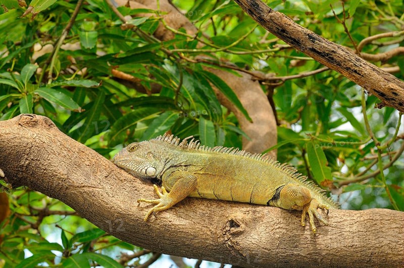 Green iguana