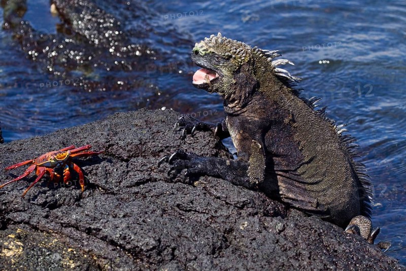 Galapagos Sea Lizard