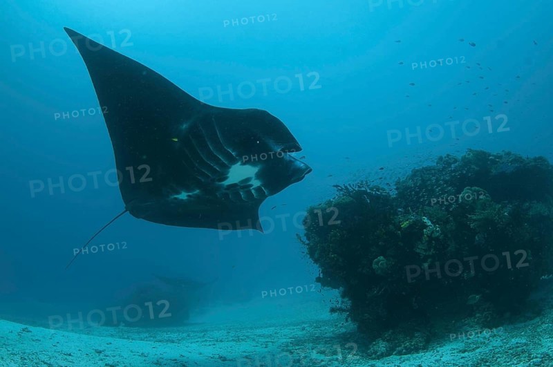 Reef manta ray