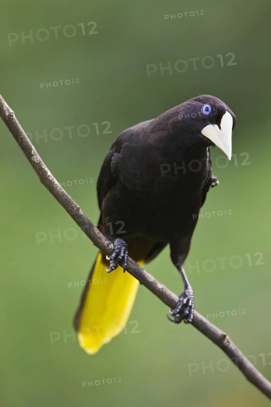 Crested Oropendola