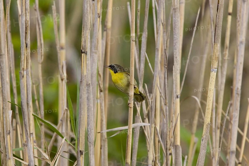 Common Yellowthroat