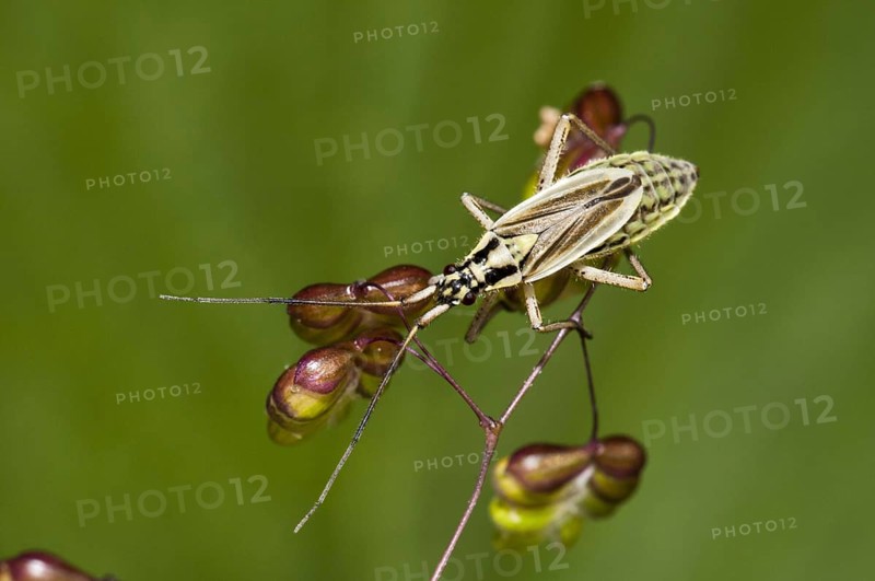 Meadow Plant Bug