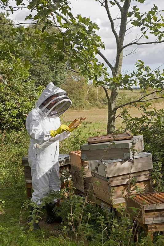 Bee keeping