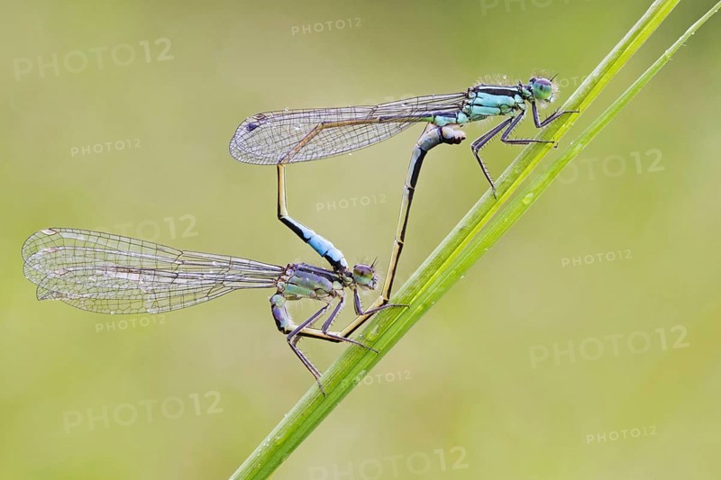 Blue-tailed Damselfly