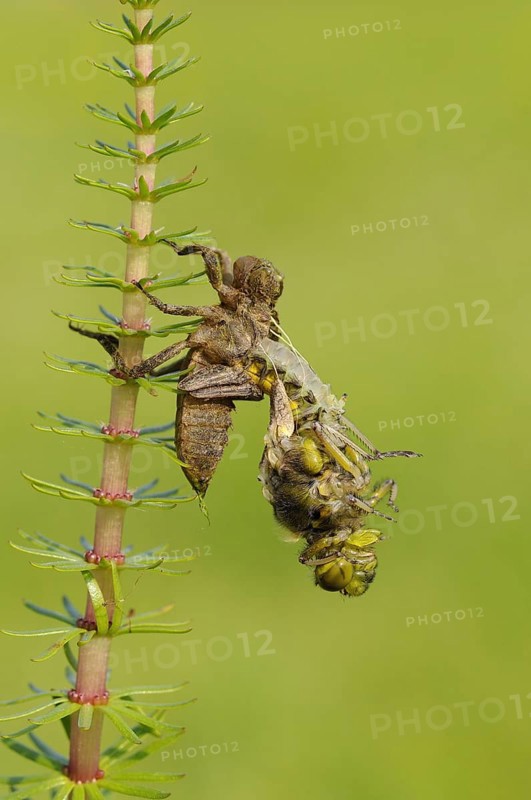 Broad-bodied Chaser adult