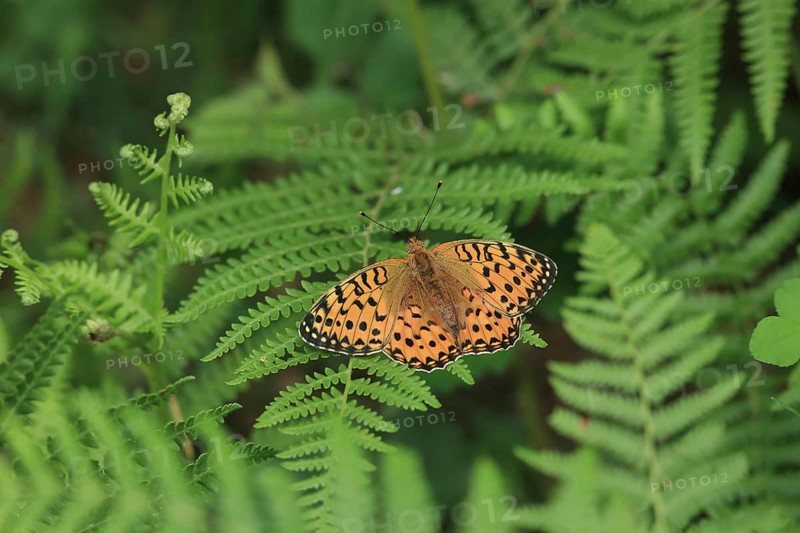 Argynnis aglaia