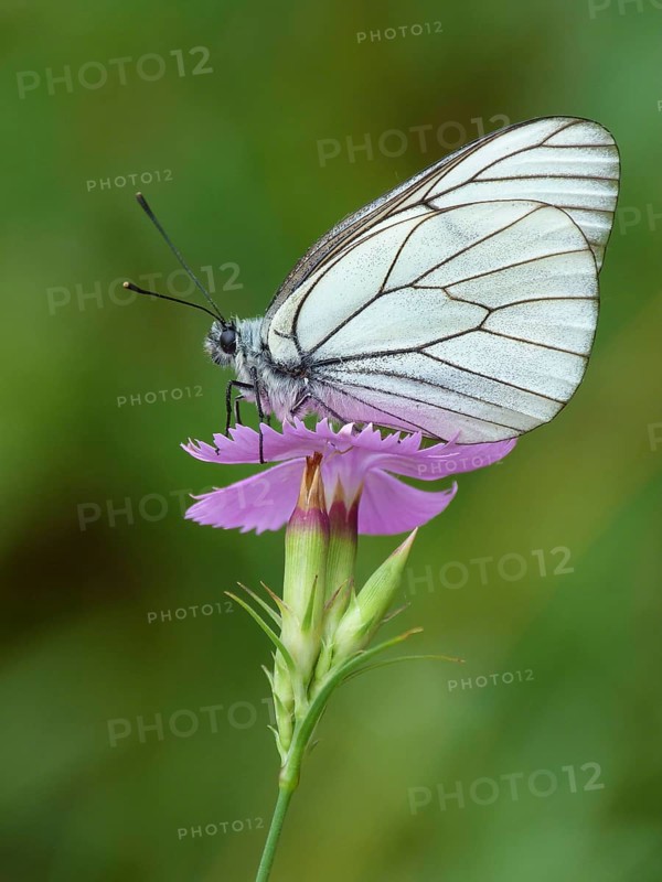 Black-veined White