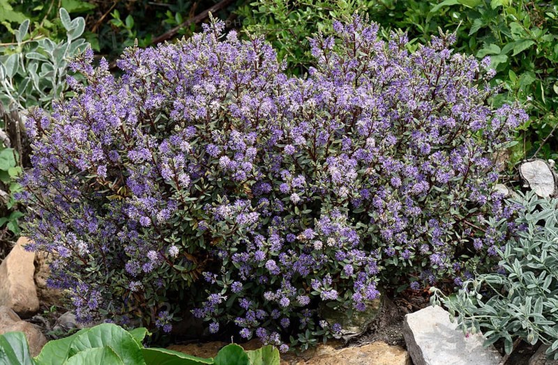 Hebe 'Caledonia'