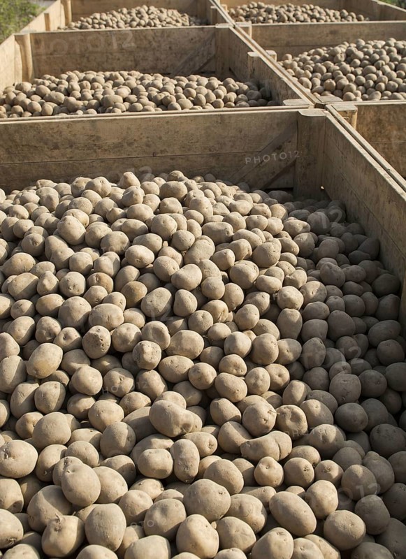 Potato