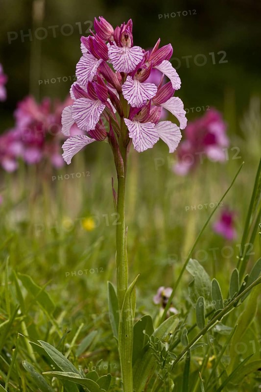 Pink Butterfly Orchid