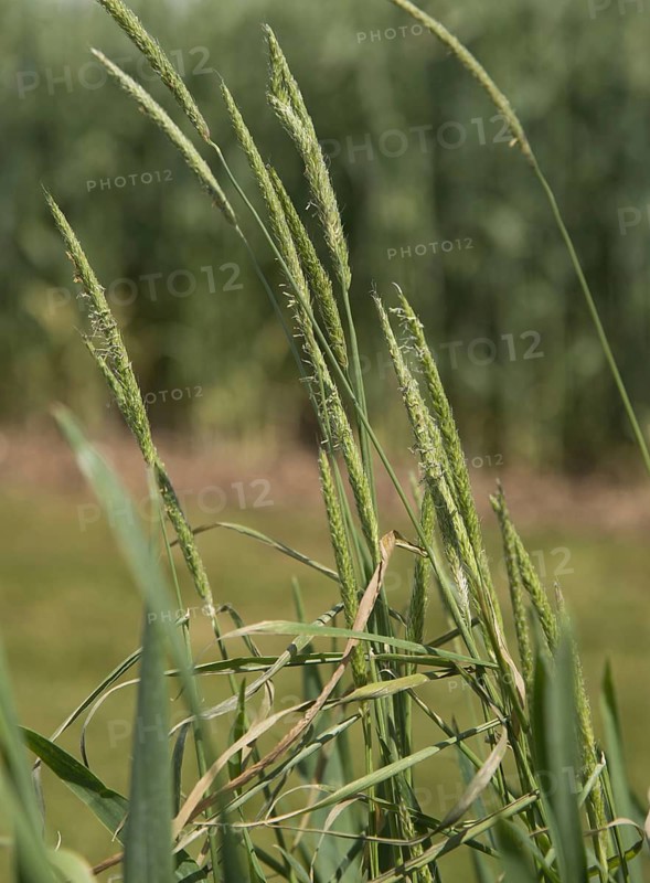 Flowering black-grass