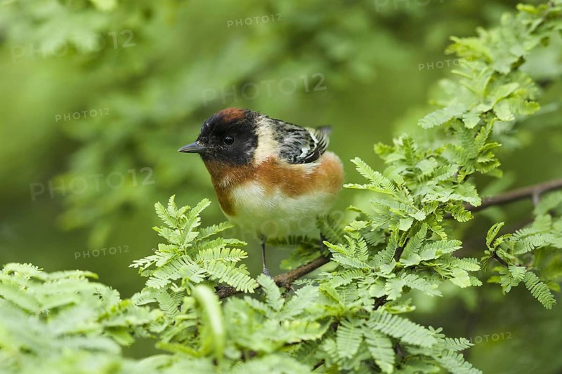 Bay-breasted warbler