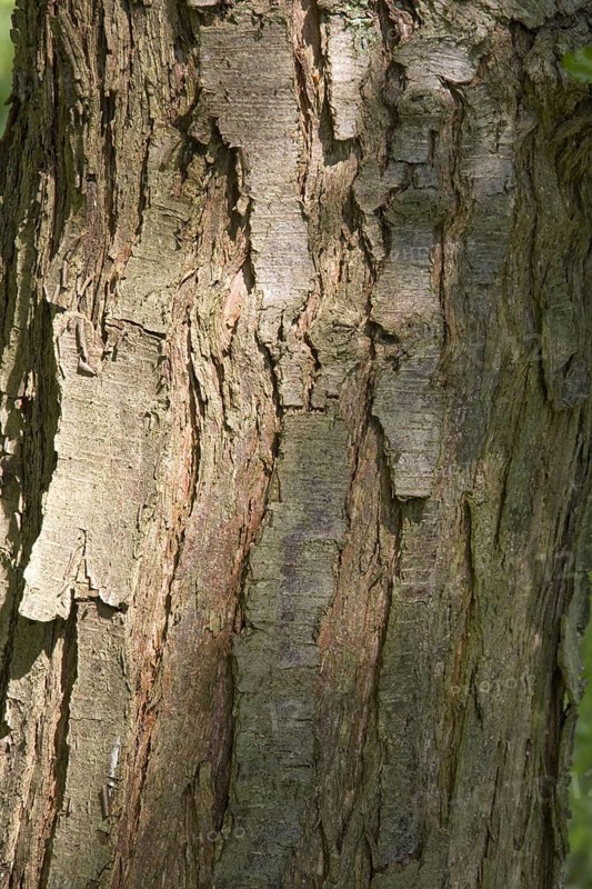 Antarctic southern Beech