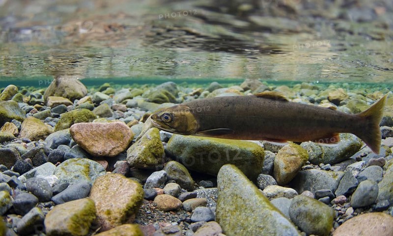 Arctic char