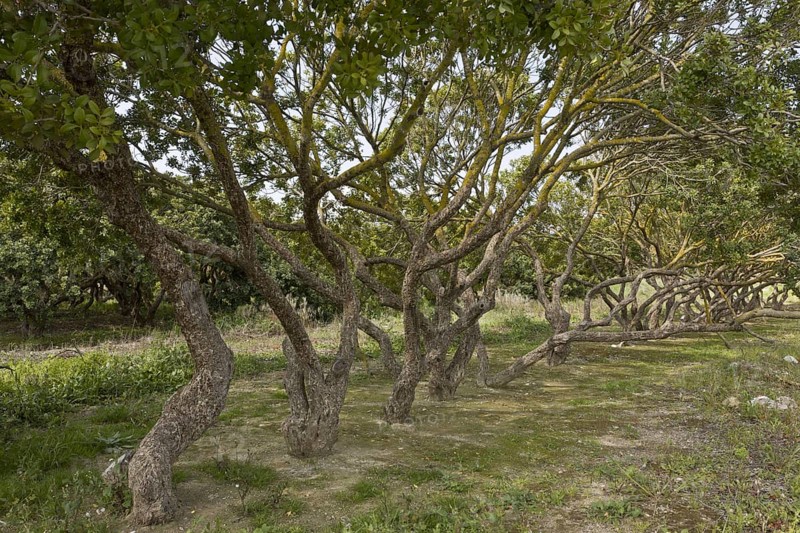 Mastic Tree
