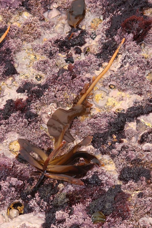 Winged kelp