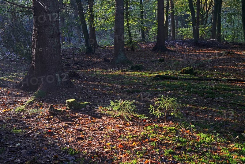 Autumn in the Briesetal landscape conservation area near Berlin